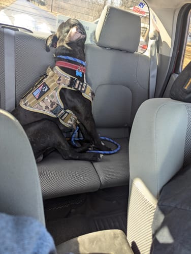 Customer photo review of NEW Upgraded Tactical No-Pull Team K9™ Dog Harness with 4 Quick-Release Metal Buckles, Reinforced Front & Back D-Rings, Hook & Loop Panels, Adjustable Straps, Reflective Strips, & Top Handle