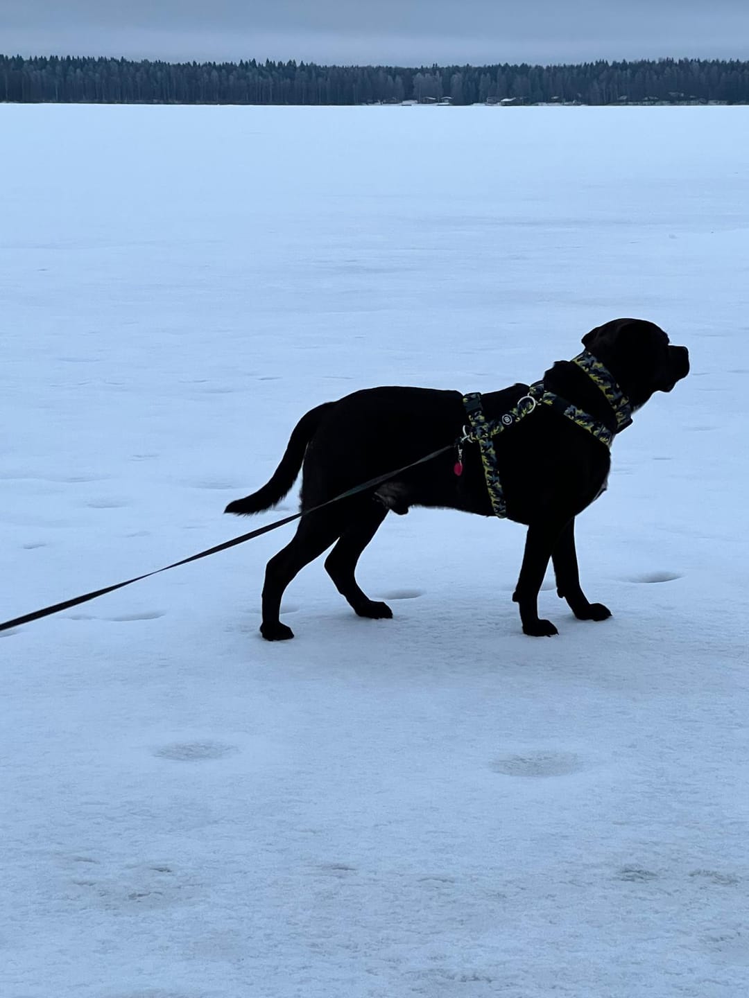 Customer photo review of Training Anti Pull TRI-Harness® | M-XL Breeds - Lightning