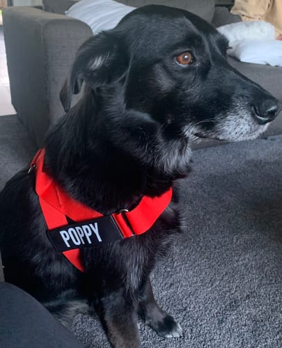 Customer photo review of Dog Harness