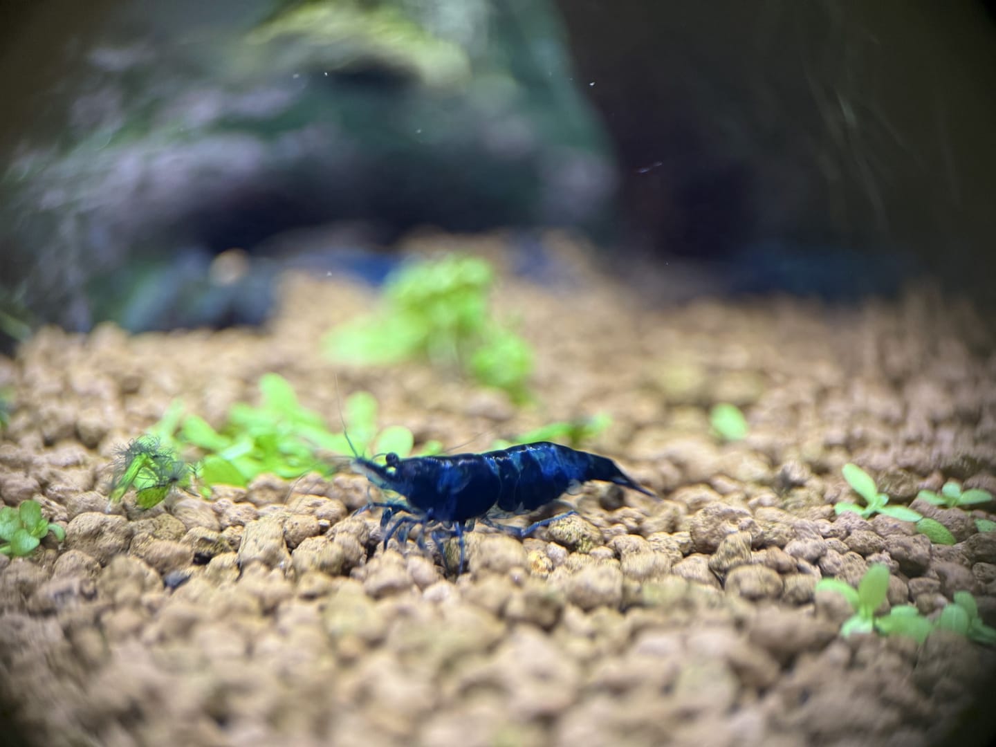 Customer photo review of Blue Dream Neocaridina Shrimp
