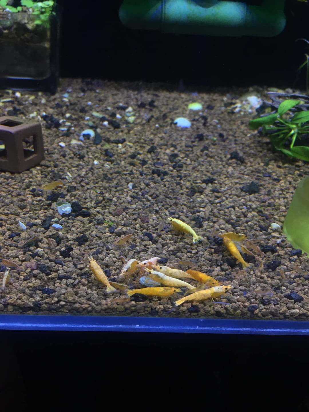 Customer photo review of Golden Neocaridina Shrimp