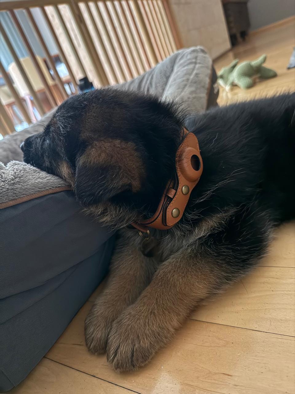 Customer photo review of Keepaws™ Leather AirTag Collar