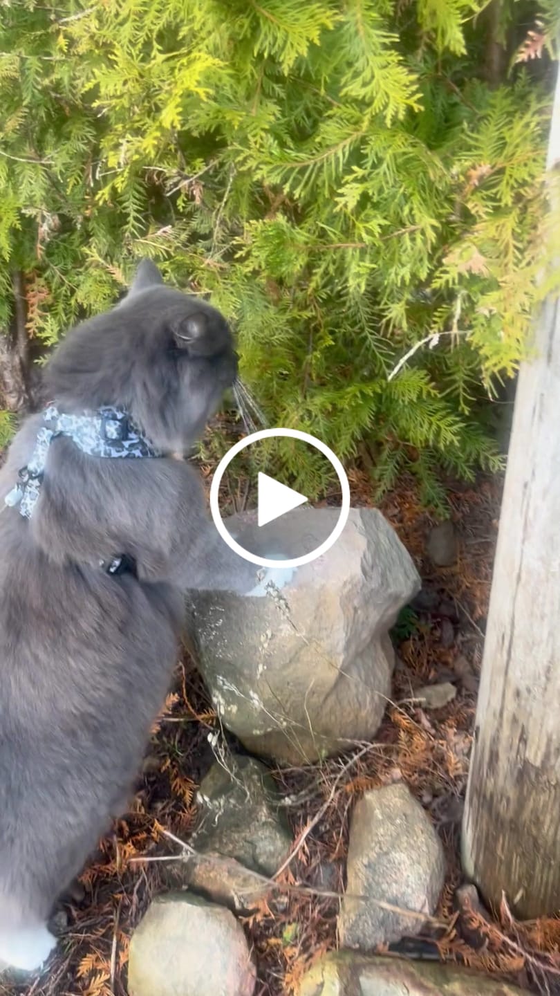 Customer video review of Sele - Paws in Love