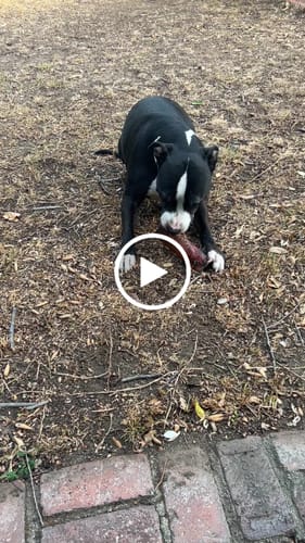 Jane, an 11 year old rescue pittie, enjoying her smoked marrow bone, customer photo