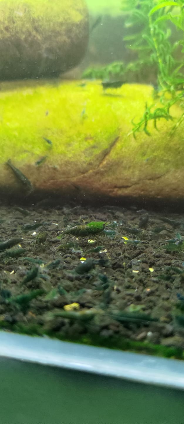 Customer photo review of Green Jade Neocaridina Shrimp