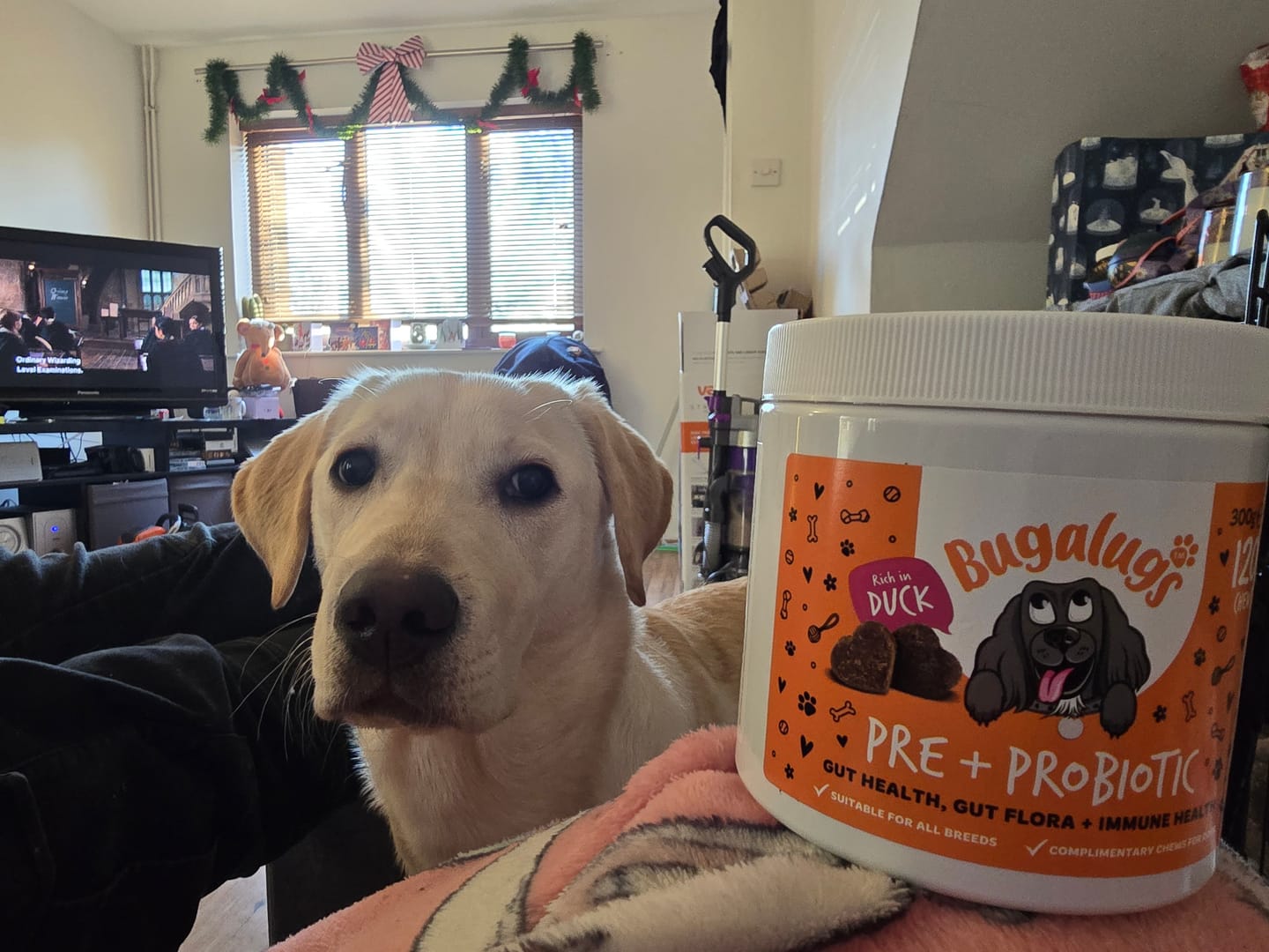 Customer photo review of Pre + Pro Biotic Supplement Chews for Dogs