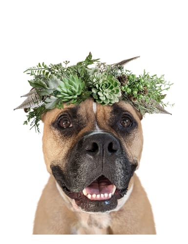 Customer photo review of Wildflower