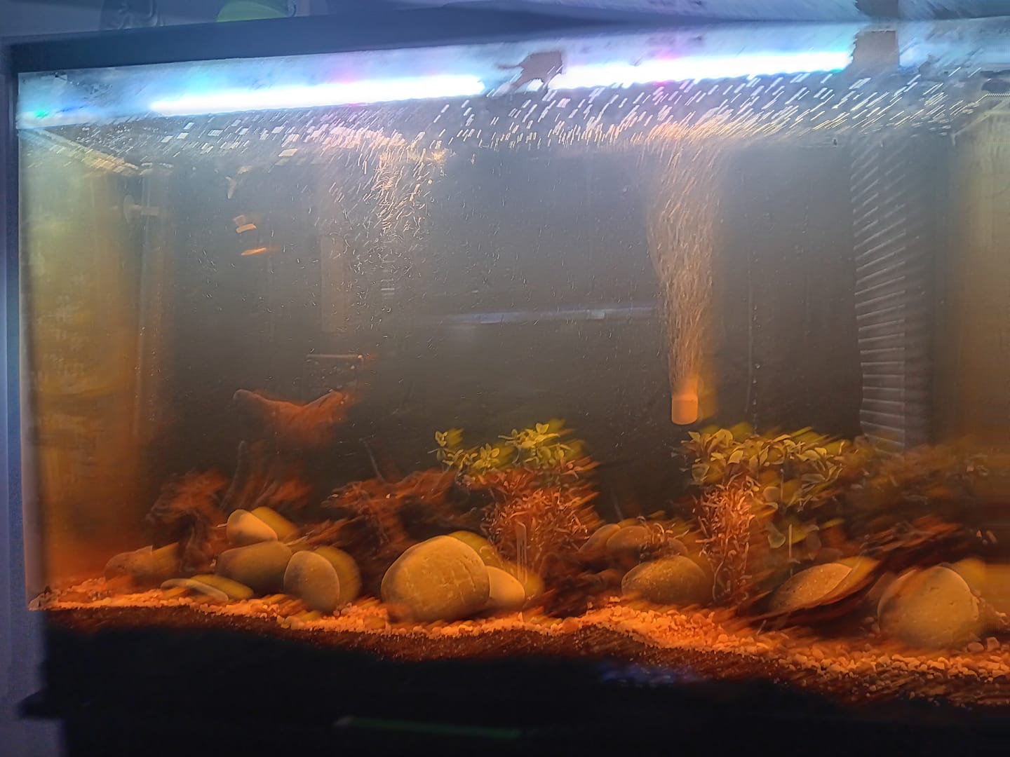Customer photo review of Batman Nerite Snail