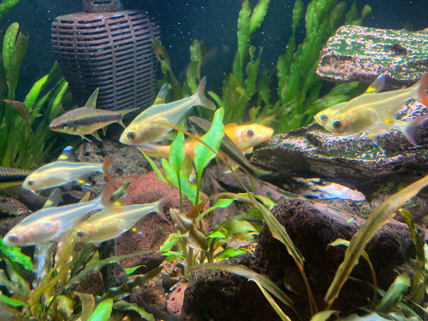 Customer photo review of Cryptocoryne Lutea