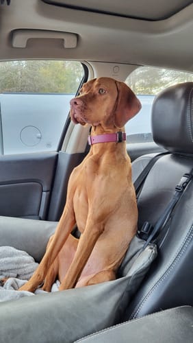 Customer photo review of Pinot - Classic Biothane Dog Collar