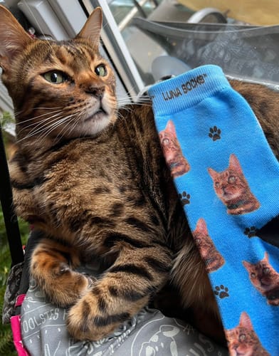 Nicole K. review of Personalisierte Socken mit deinem Haustier image 1 out of 2