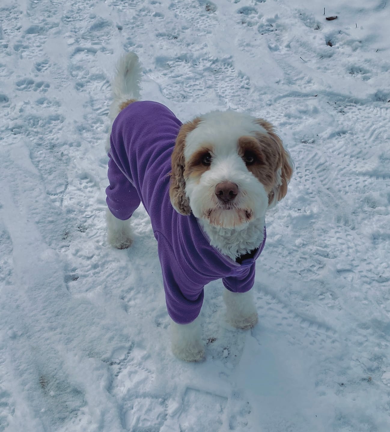 Customer photo review of NEW Fleece Pull-Over