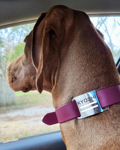Customer photo review of Pinot - Classic Biothane Dog Collar