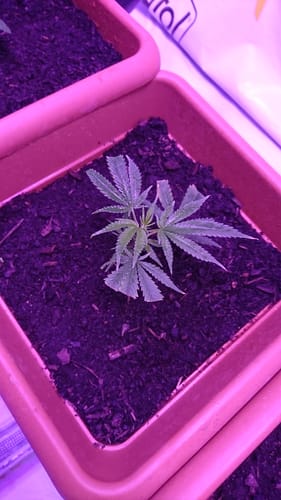 Customer photo review of Los