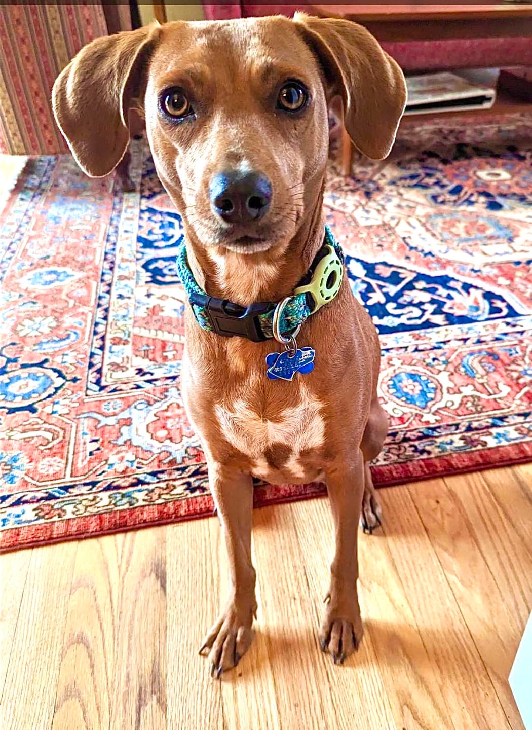 Customer photo review of Himalayan Yak Chew (MEDIUM)