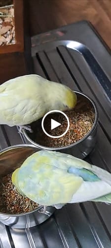 Customer video review of Welli Mix Ingwer Fenchel