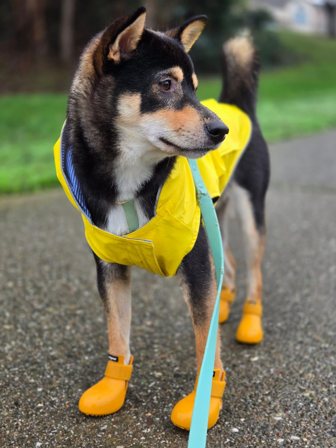 Customer photo review of WagWellie® Single
