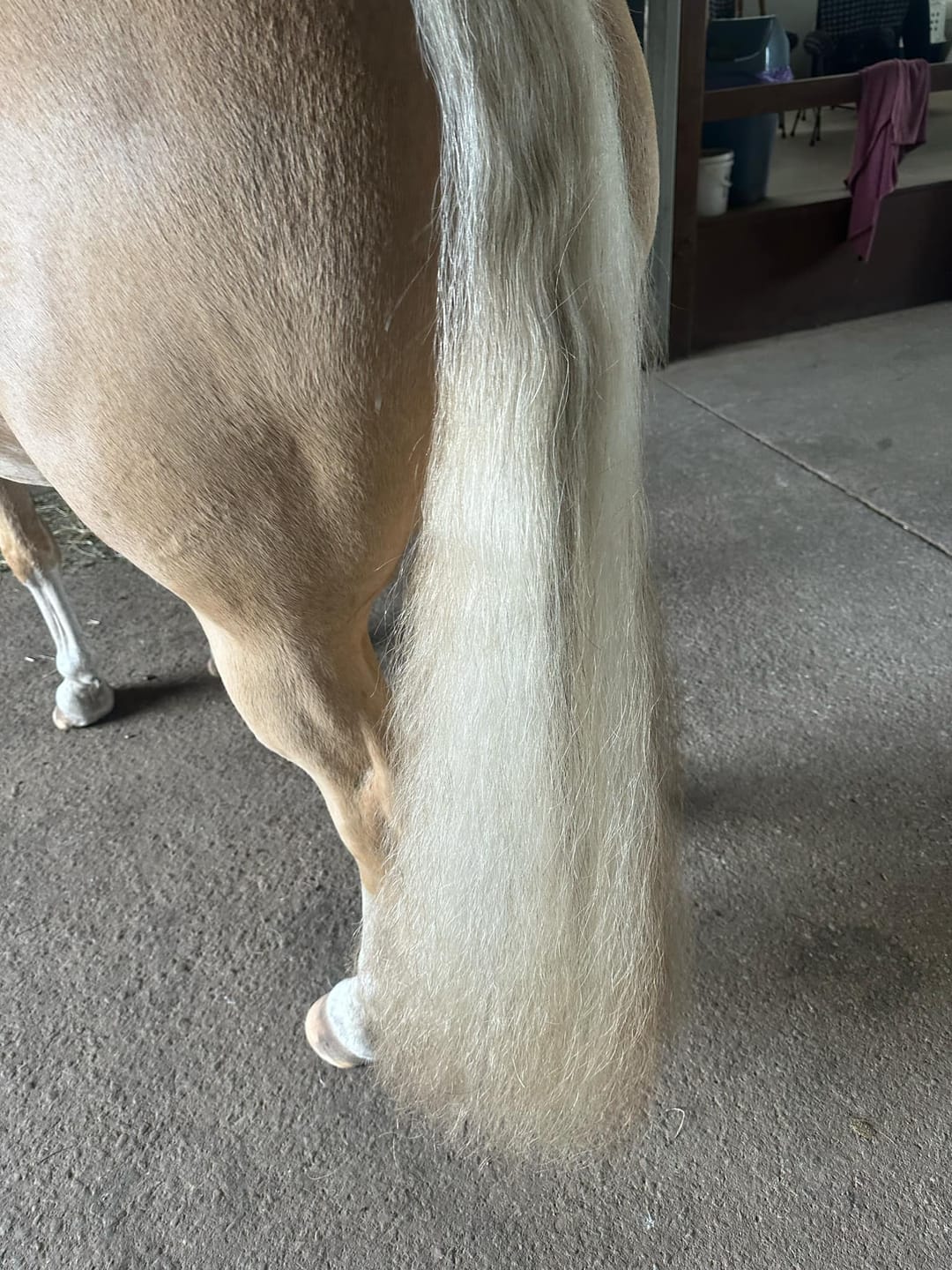 Customer photo review of Queen's Brush - Royal Mane & Tail Brush