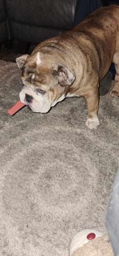 Customer photo review of MIX FLAVORED (strawberry, banana, mint, & pumpkin): A PACK OF 4 STICKS