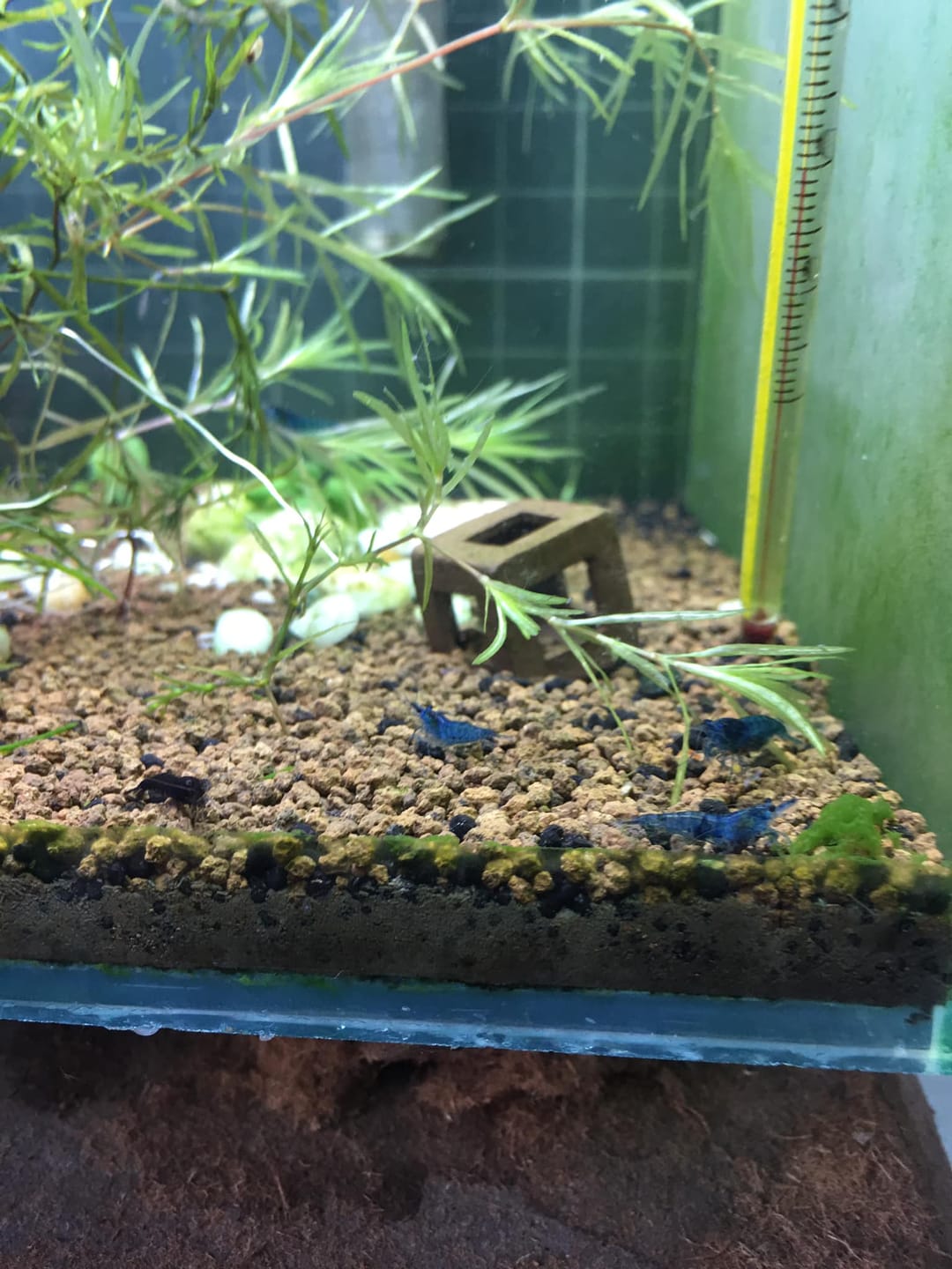 Customer photo review of Blue Dream Neocaridina Shrimp