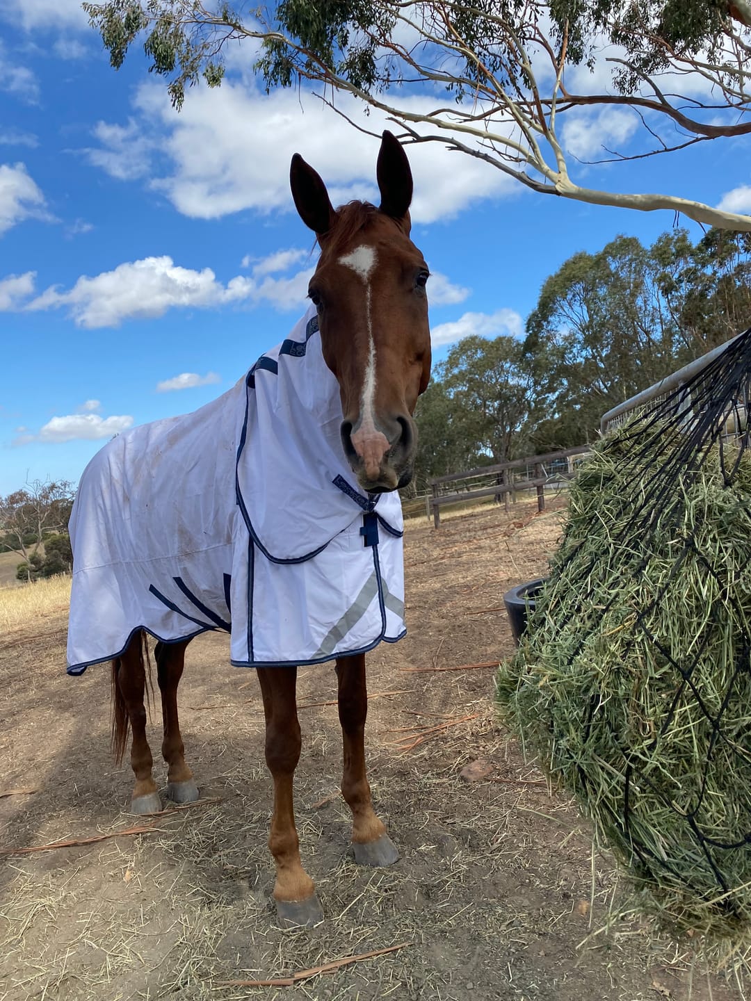 Customer photo review of LE Fieldsafe Summer Sheet