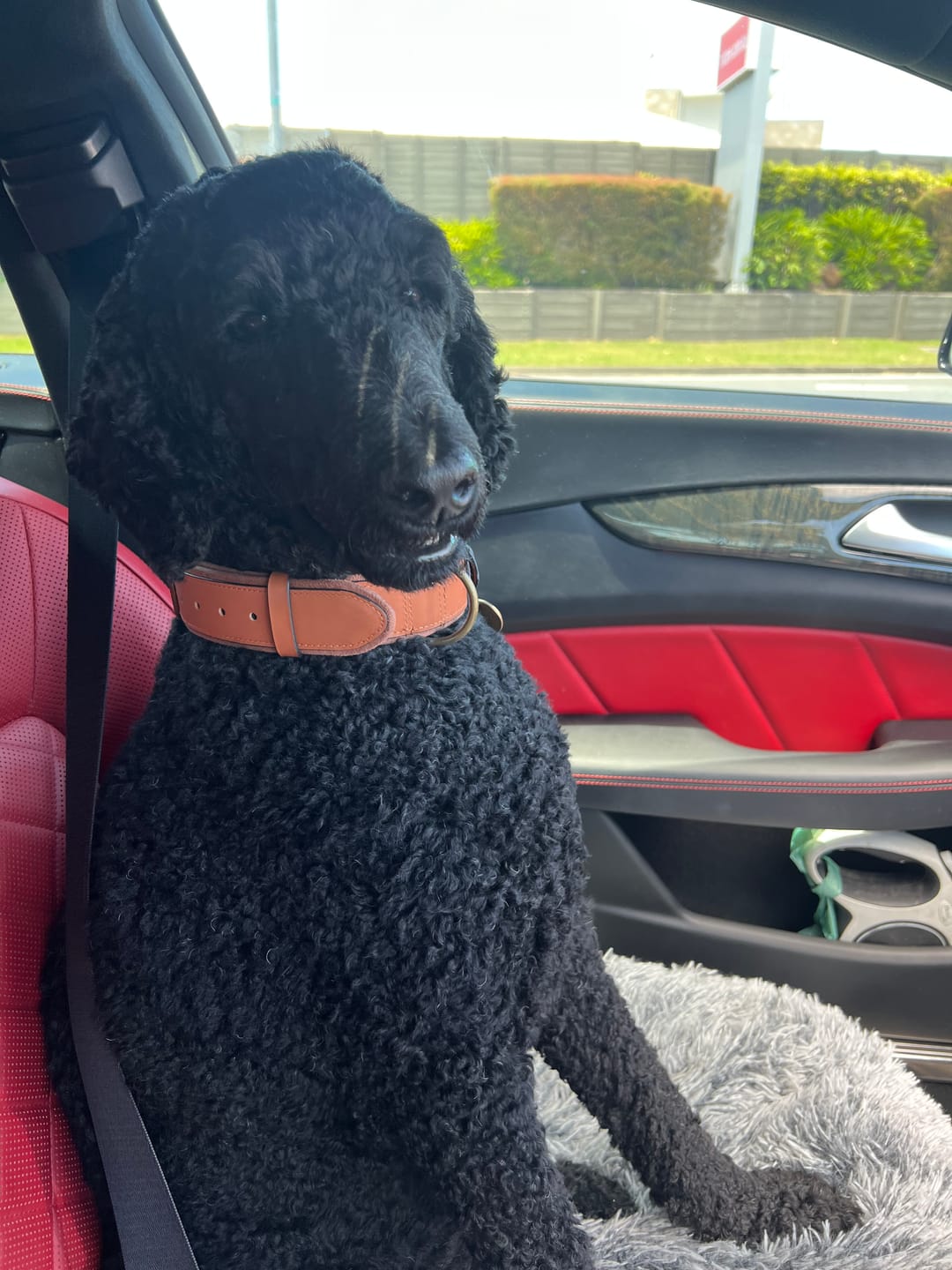 Customer photo review of Keepaws™ Leather AirTag Collar