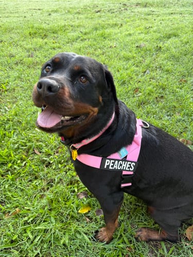 Customer photo review of Custom Name Patches