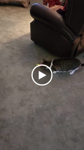 Tina H. review of SPEEDY TAIL 2.0 image 1 out of 1