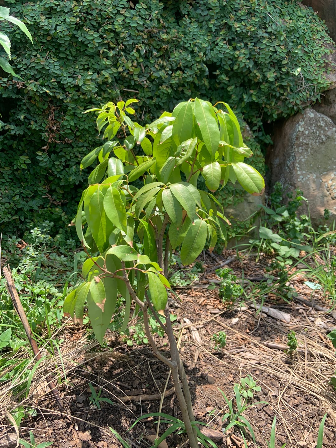 Customer photo review of Dwarf Lychee - Wai Chi