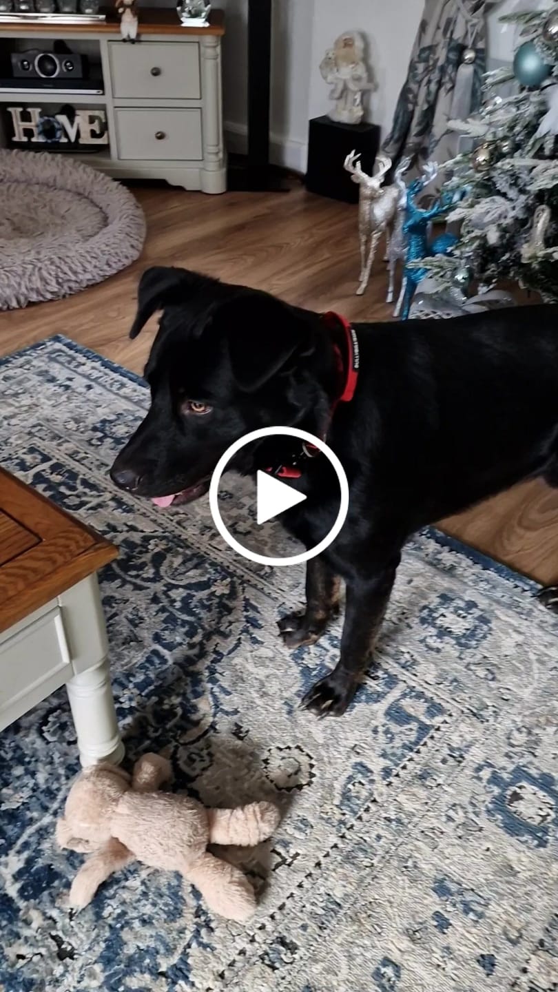 Customer video review of 4cm Combat® Collar | Handle & Rated Clip - Red
