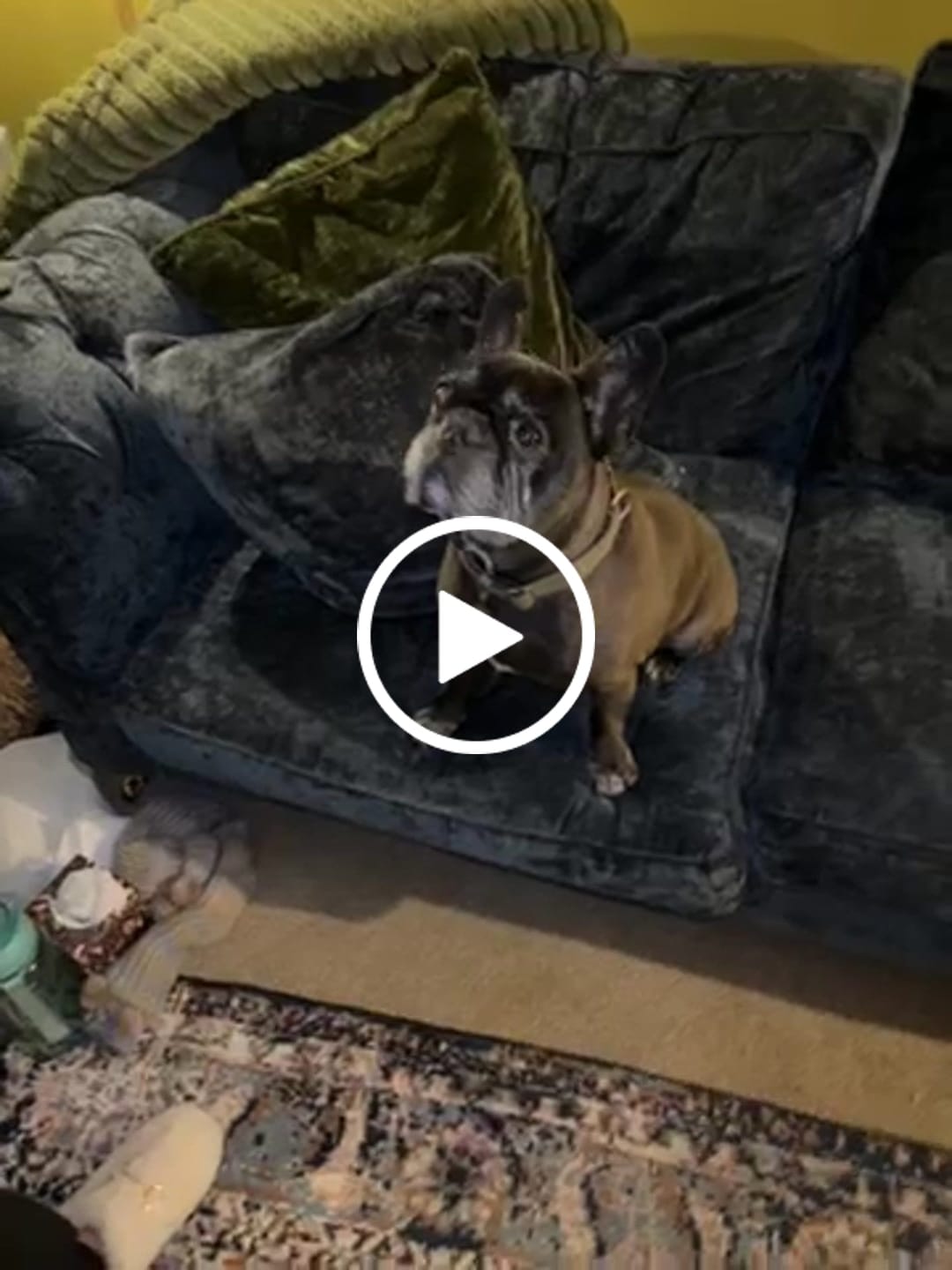 Customer video review of The Admiral: Custom Pet Canvas