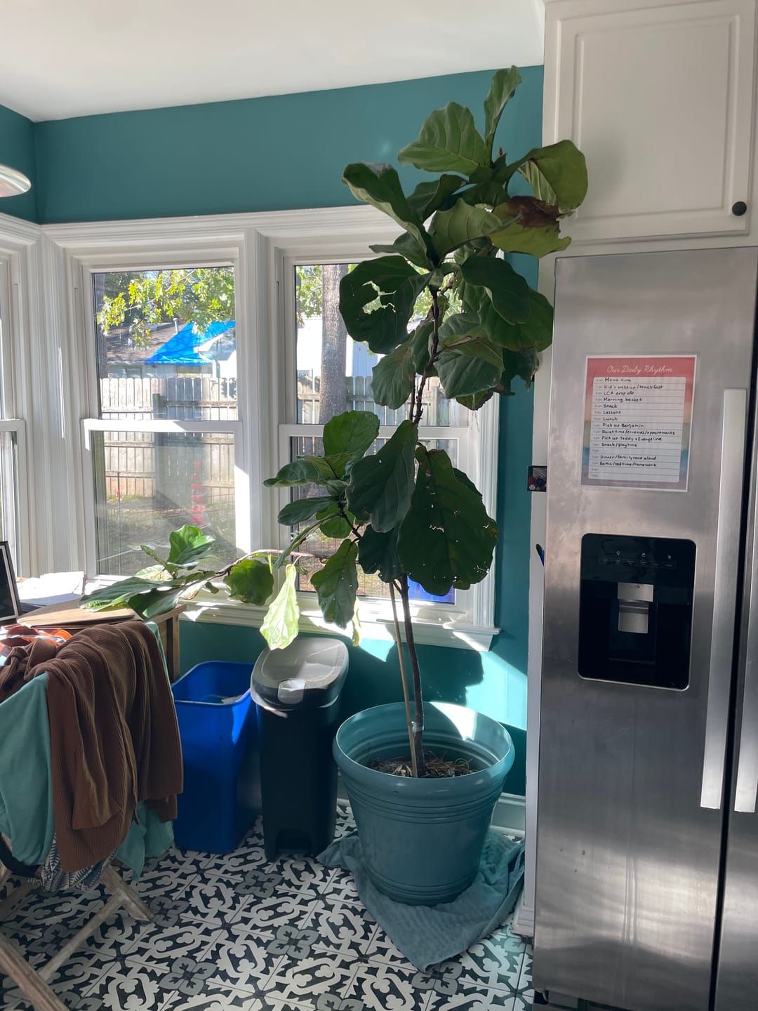 Customer photo review of Fiddle Leaf Fig Guide