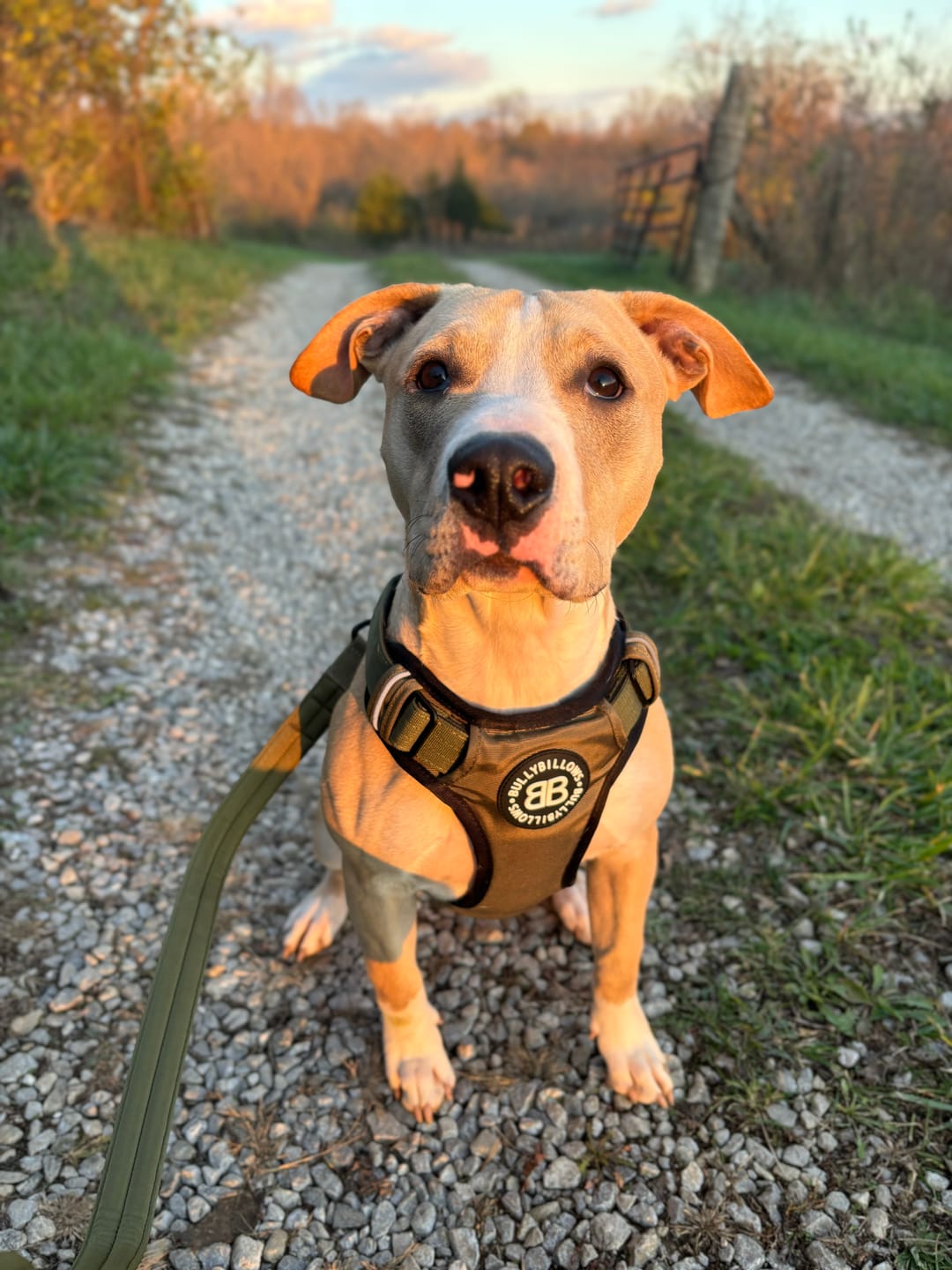 Customer photo review of Comfort Premium Harness | Non Restrictive - Khaki