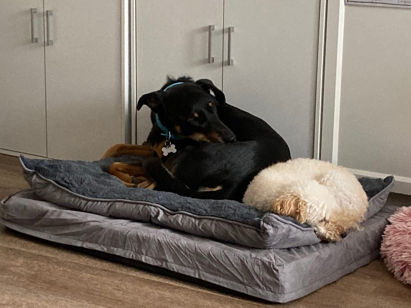 Customer photo review of Pawz Dog Memory Foam Mattress