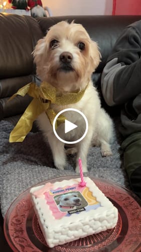 Customer video review of Fotogenica Torta Per Cani CON FOTO e NOME