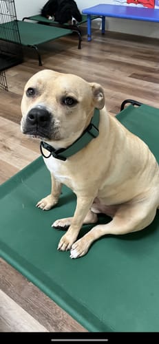 Customer photo review of Green Bully Proof Collar