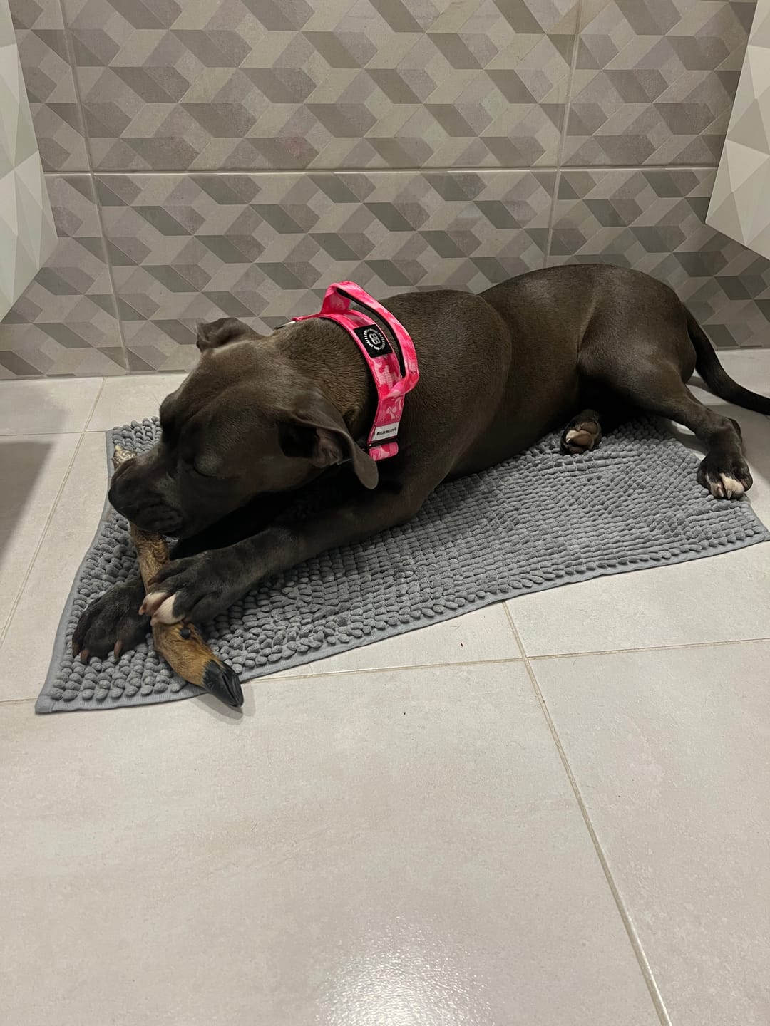 Customer photo review of 4cm Combat® Collar | Handle & Rated Clip - Bubblegum