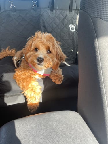 Customer photo review of Car Seat Cover