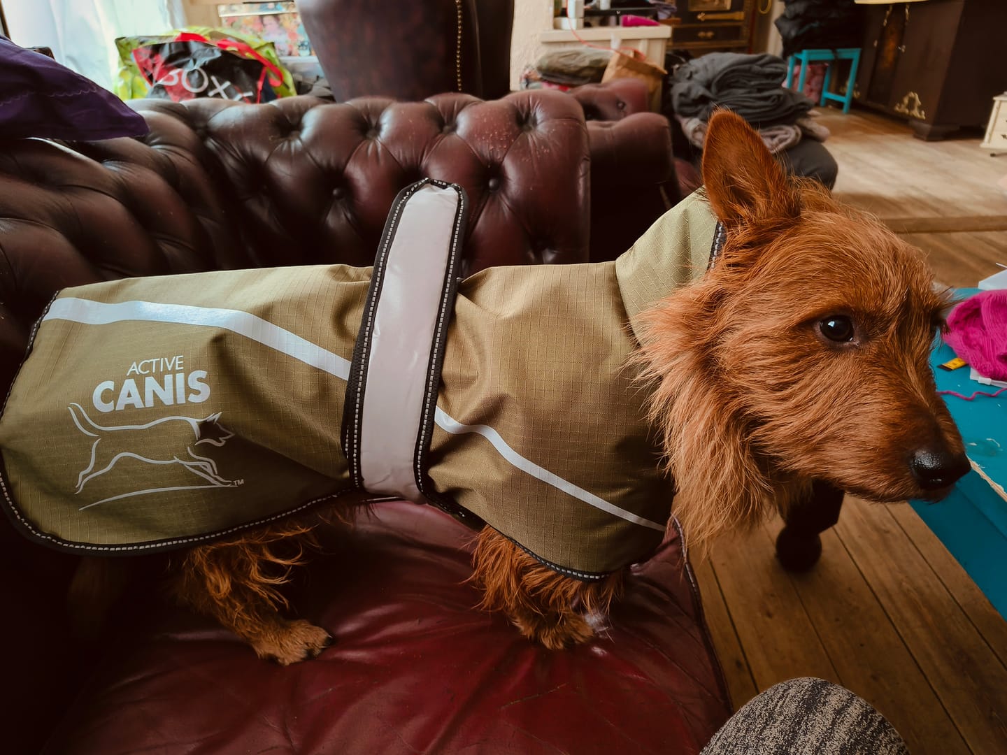 Customer photo review of Active Canis - 2-i-1 Hundejakke, khaki