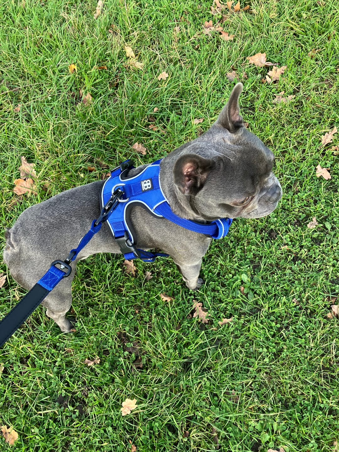 Customer photo review of Comfort Premium Harness | Non Restrictive - Blue