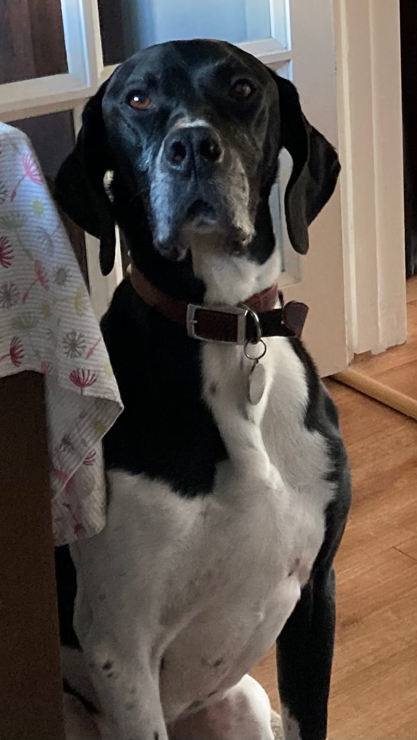 Customer photo review of Remote Training Collar | for All Size Dogs