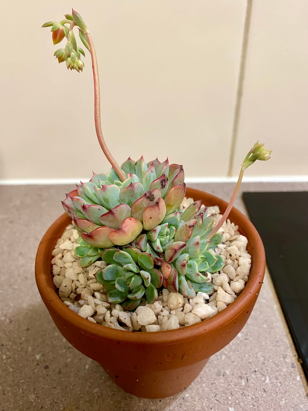 Customer photo review of Echeveria 'Luna Rose'
