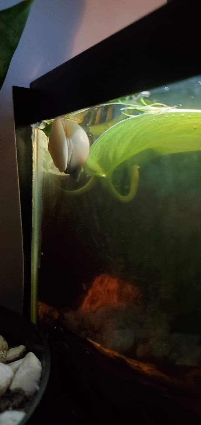 Customer photo review of Ivory Mystery Snail