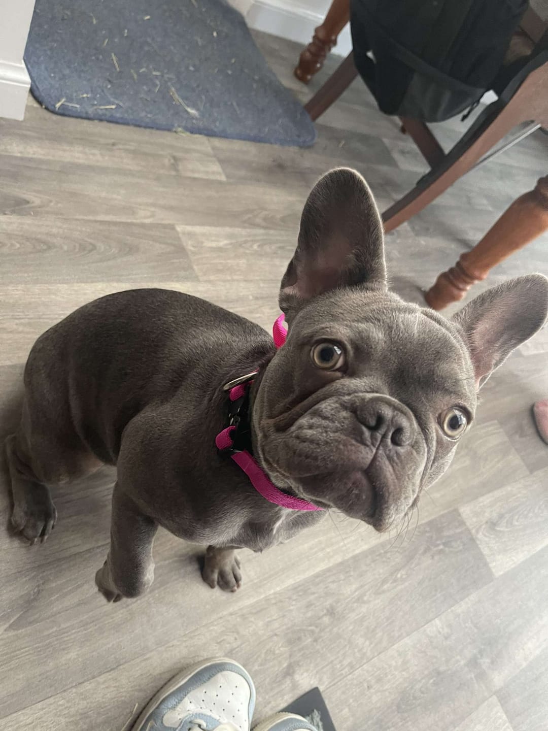 Customer photo review of 2.5cm Combat® Collar | With Handle & Rated Clip - Magenta