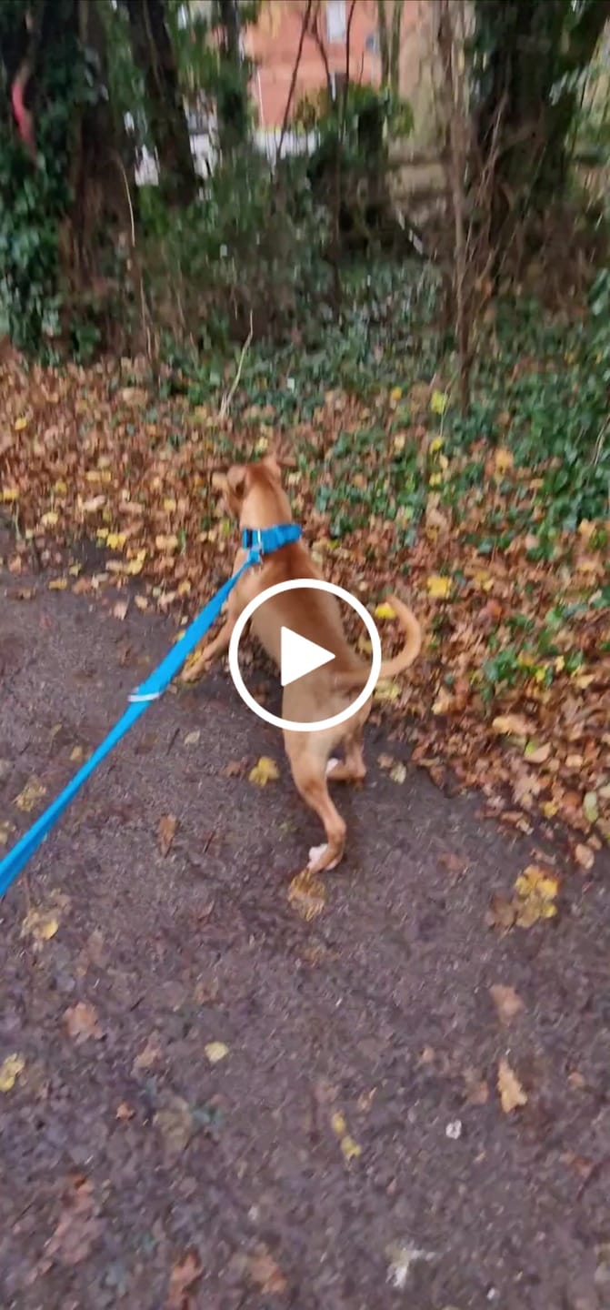 Customer video review of 5cm Combat® Collar | With Handle & Secure Clip - Light Blue