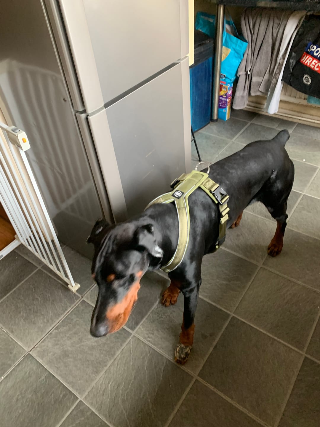 Customer photo review of Slip on Harness | Foam Padded - Khaki