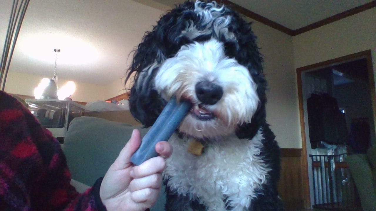 Customer photo review of Blueberry Himalayan Yak Chew (MEDIUM)