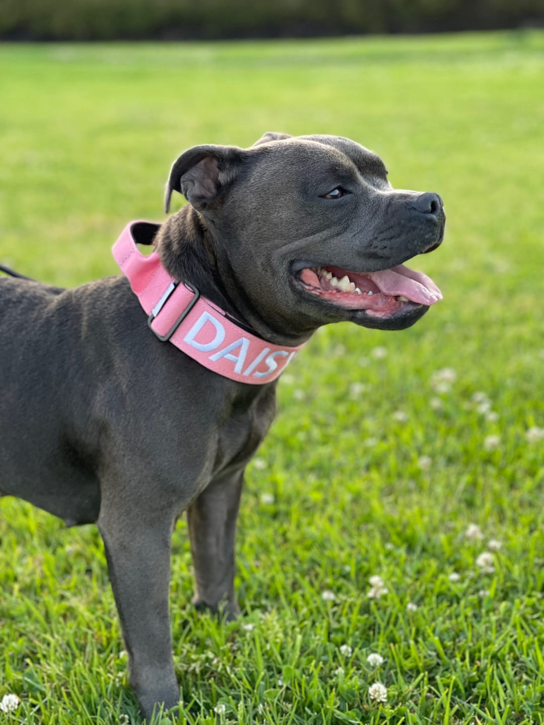 Customer photo review of 5cm Combat® Collar | With Handle & Secure Clip - Pink