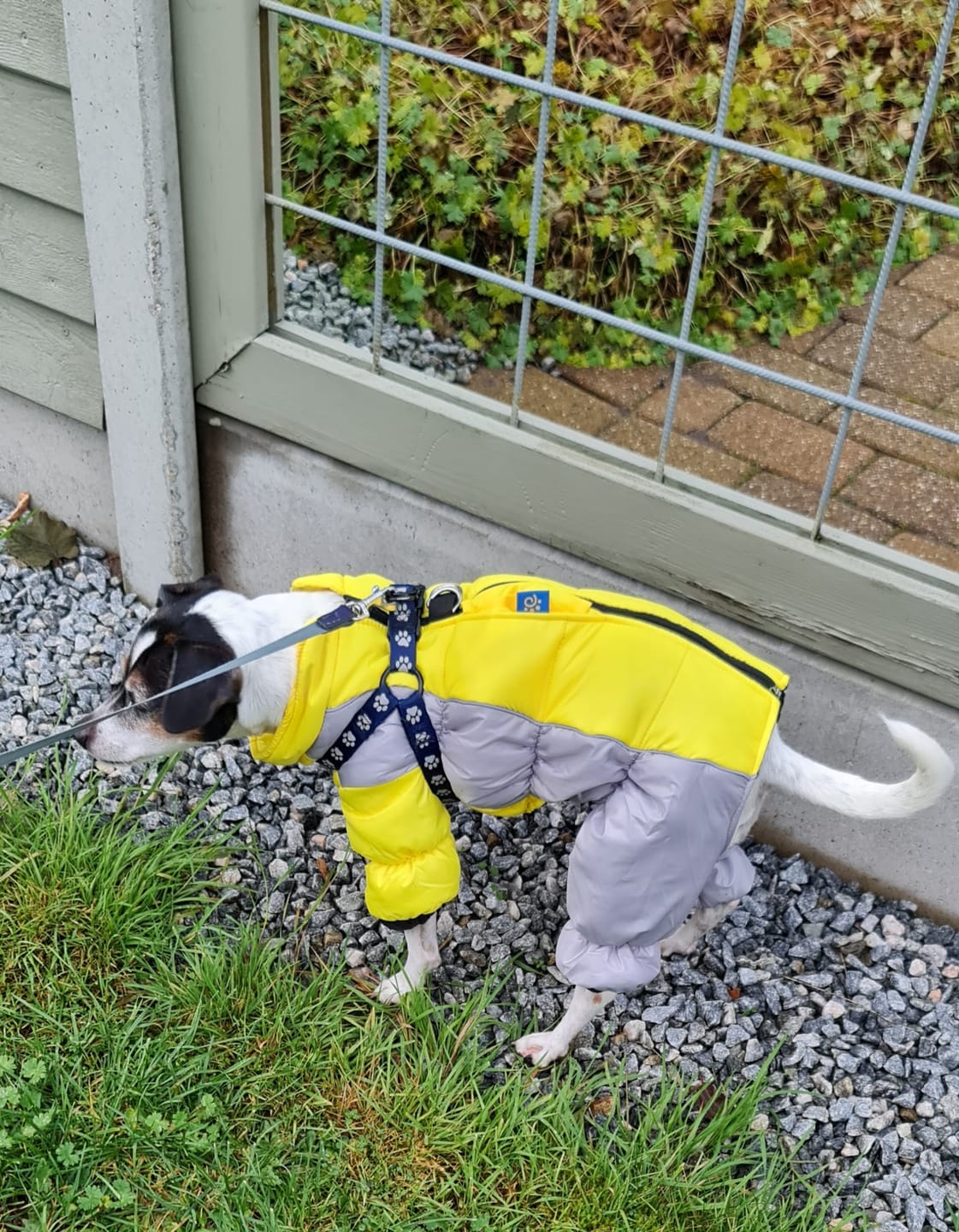 Customer photo review of Barkii - Bløde godbidder m. kylling