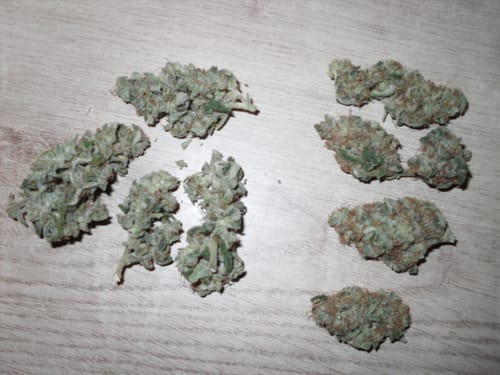 Customer photo review of 👨‍🍳 Special Sauce Deluxe CBD 19%